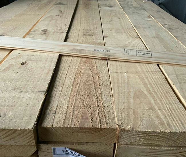 赛罕阿根廷松木